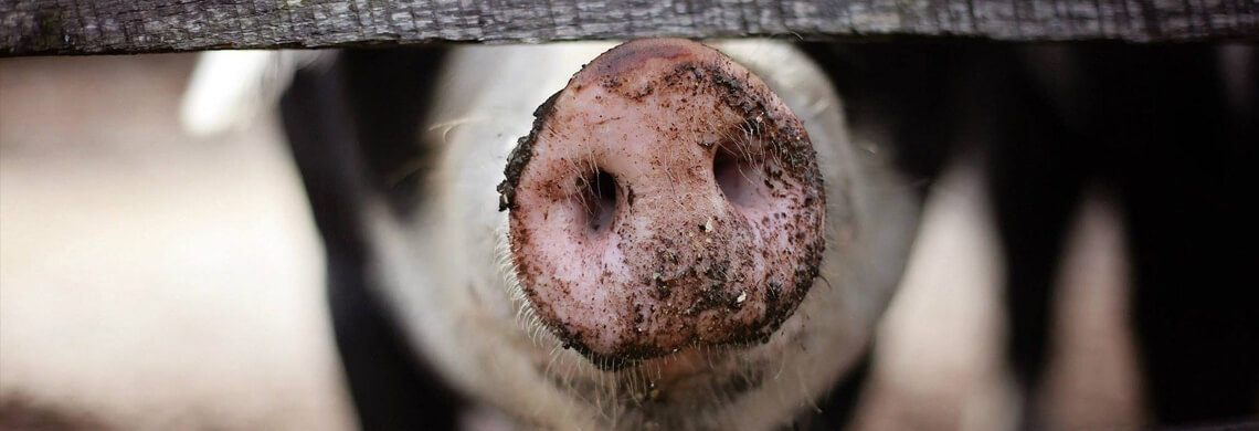 Afrikanische Schweinepest